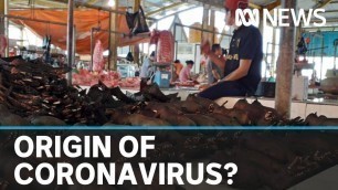 'Did coronavirus come from a pangolin in a Wuhan wet market? | ABC News'