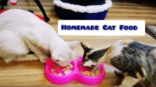 'Homemade Cat Food|Cats enjoying food|Cats eating Cat Food|'