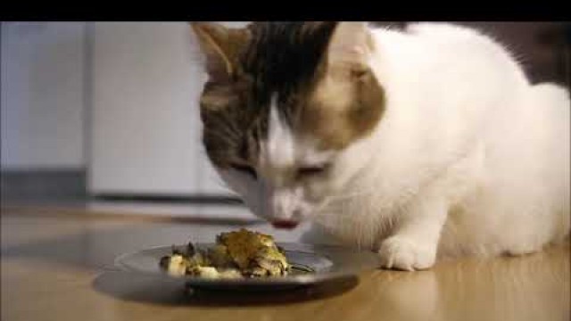 'homemade cat food fried egg and mushroom ... ev yapımı kedi maması'