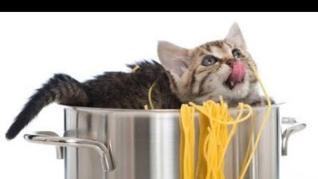 'Homemade catfood recipe| #shorts | Easy recipe for cat |'