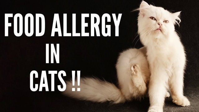 'Taking Care Of Your Cat With Food Allergies | Best Hypoallergenic Cat Food To Buy !!'