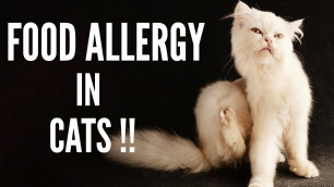 'Taking Care Of Your Cat With Food Allergies | Best Hypoallergenic Cat Food To Buy !!'