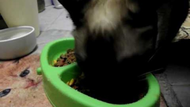 'Кошка-экскаваторщик Cat gnawing a food plate'