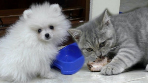 '\"Why is the food tastier on his plate?\" Kitten Street and puppy eat ASMR Mukbang'