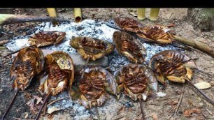 'Street Food Malaysia - Horseshoe Crab, like Alien'