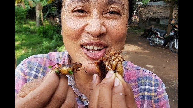 'Amazing Cooking Cricket Delicious Recipes -Cooking Cricket Recipes -Village Food Factory -Asian Food'