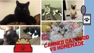 'Canned Cat Food Vs Homemade Chicken - Part 2 | Cat Connect'