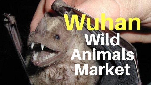 'Wuhan virus:  Animals sold in the Wuhan Seafood Market (The last one is going to SHOCK you)'