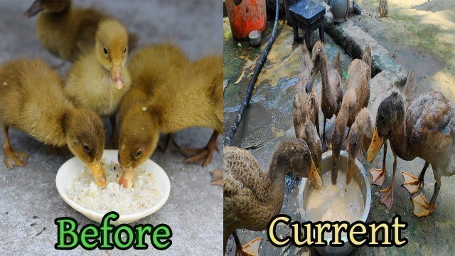 'ducks favourite food ! Ducklings first feed after hatching !Care of Duck'