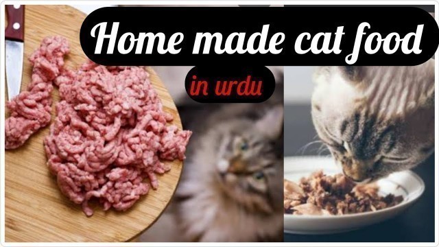 'Home made cat food recipe||In detail||in urdu and Hindi .'