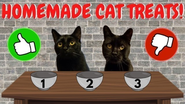 'Trying homemade CAT FOOD RECIPES!!! *Rated by cats'