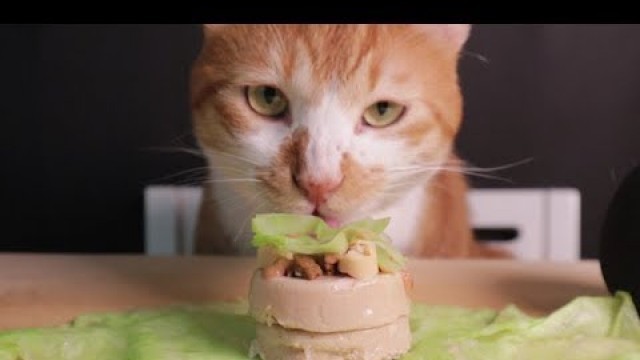 'ASMR)야옹이를 위한 고양이 케이크 먹방 homemade Cat cake food mukbang real sound'