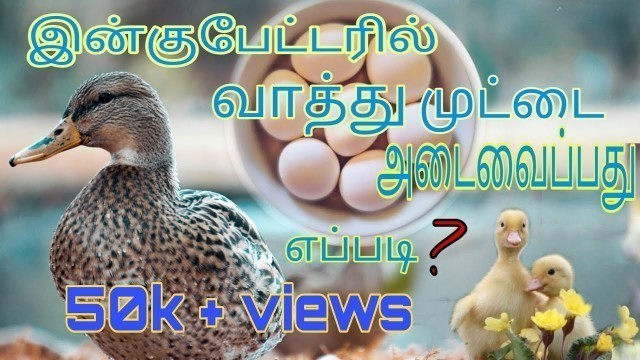 'baby duck #incubater #egg hatching#home made incubator #easy egg incubator #palsuvai tamil#'
