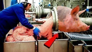 'Modern Pig Farming - Million Dollars Pork Processing Factory - Russian Sausage Production Technology'