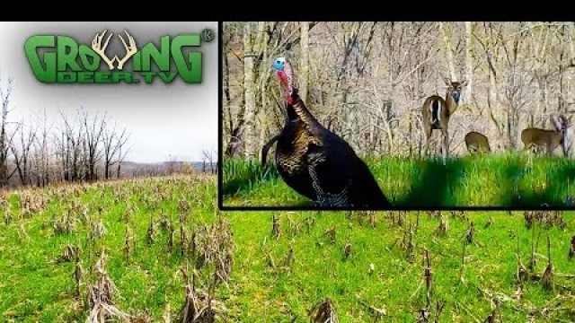 'Attract Deer and Turkey All Year to Your Food Plots (696)'