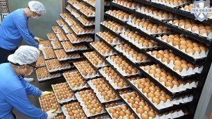 '제주도의 압도적인 식품공장 베스트3(계란,돈육,치즈) 몰아보기 / Jeju Island Food Factory Best 3 (Egg, Pork, Cheese)'