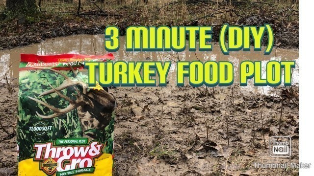'Turkey hunting food plot'