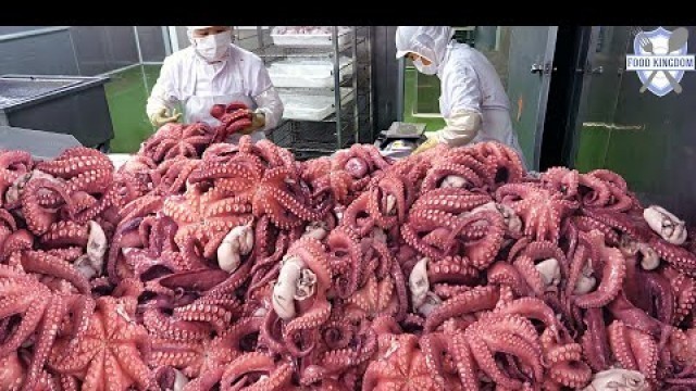 '역대급 생산현장! 한번에 2,000KG 생산하는 자숙문어 대량생산 / Parboiled Octopus Mass Production - Korea Seafood Factory'