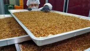 '이건 단백질 깡패입니다! 미국에 수출하는 미래식량 식용밀웜 ,식용곤충 / Future Food Edible Insect, Mealworm / Korean food factory'