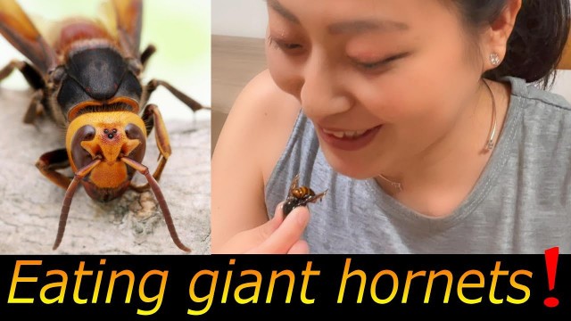 '#2 Eating Giant Hornets! 【mogumogutomoko 】【bizzare food】【hornets 】'