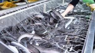 '장어 양식장이 궁금해?! 출하량만 35톤 ! 선별부터 출하까지 | The whole Process of an Amazing Eel farm | Korean food'