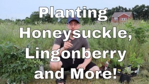 'Planting Honeysuckle, Lingonberry and More in the Food Forest!'