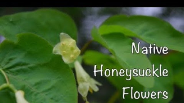 'Native Honeysuckle Flowers'
