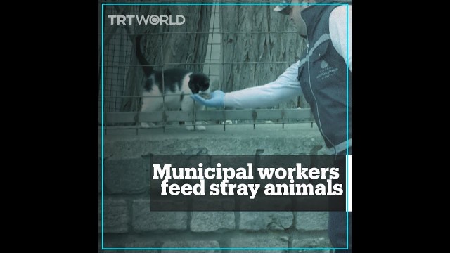 'Municipal workers across Turkey feed stray animals amid lockdown'